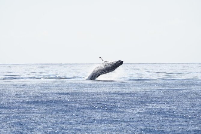 From Ma'alaea Harbor: Sunset Whale Watch Tour Aboard the Malolo - Timing, weather, and cancellation rules