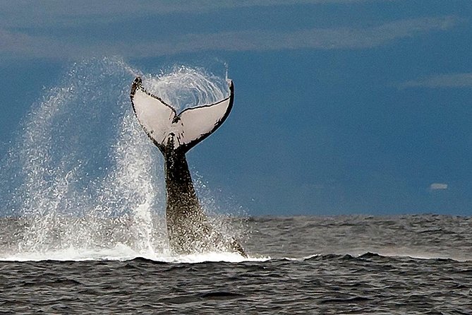 From Ma'alaea Harbor: Whale Watch Cruise Aboard the Malolo - How good is the whale watching?