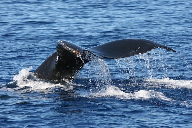 From Ma'alaea Harbor: Whale Watch Cruise Aboard the Malolo - Drinks, food, and the small practical details