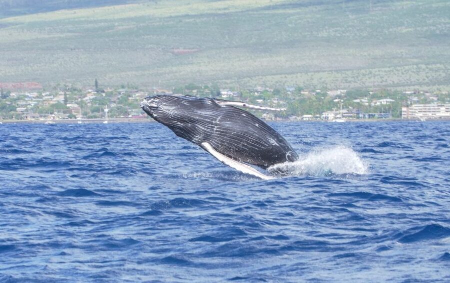 From Maalaea: Whale Watching Catamaran Cruise with Drinks - Key points to know before you book
