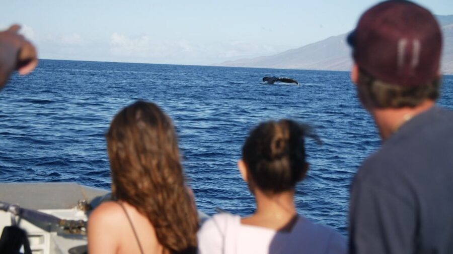 From Maalaea: Whale Watching Catamaran Cruise with Drinks - Practical preparation for Maalaea