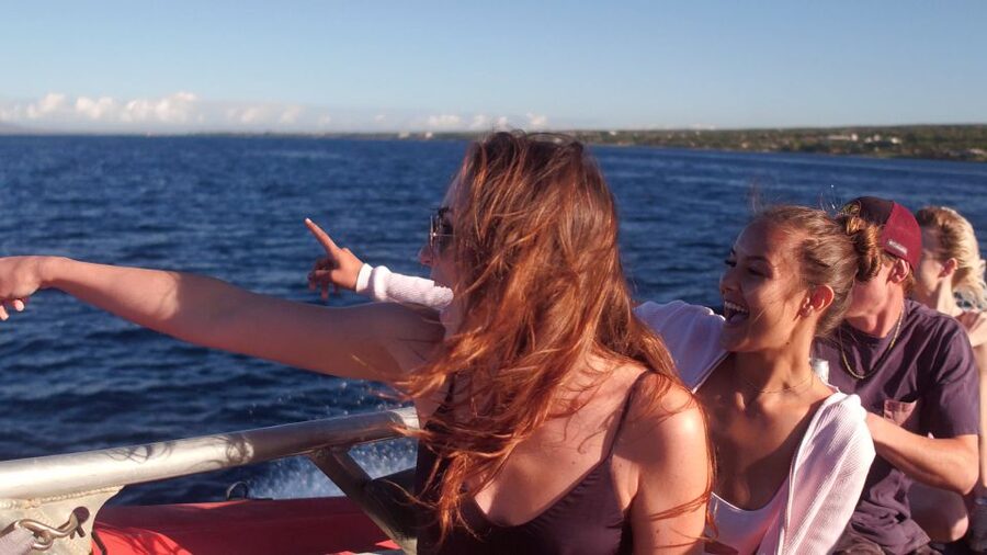 From Maalaea: Whale Watching Catamaran Cruise with Drinks - A 90-minute search for whales