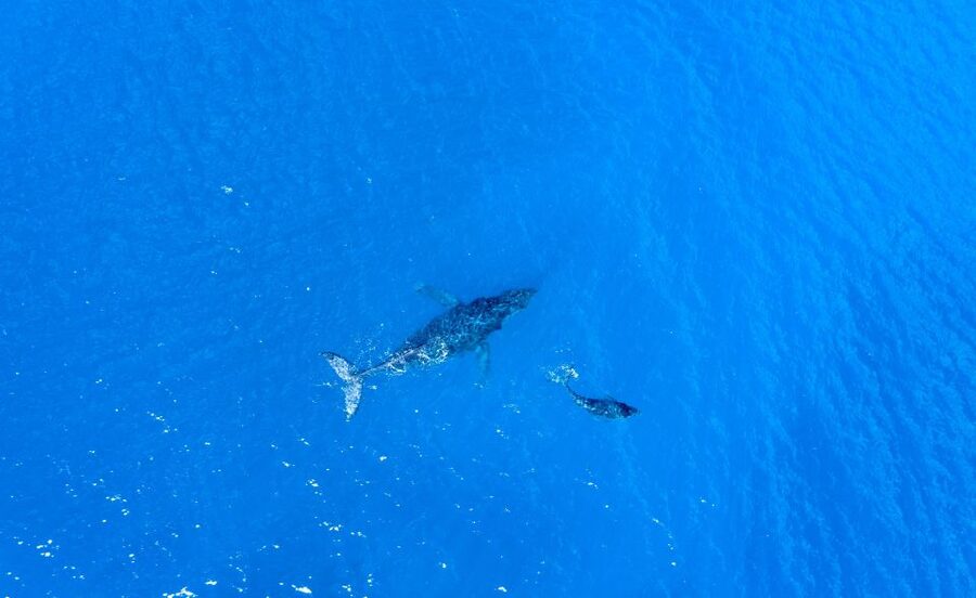 From Maalaea: Whale Watching Catamaran Cruise with Drinks - What the boat experience feels like