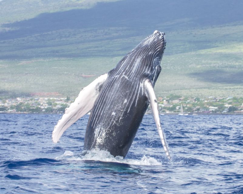 From Maalaea: Whale Watching Catamaran Cruise with Drinks - Seasickness, children, and access