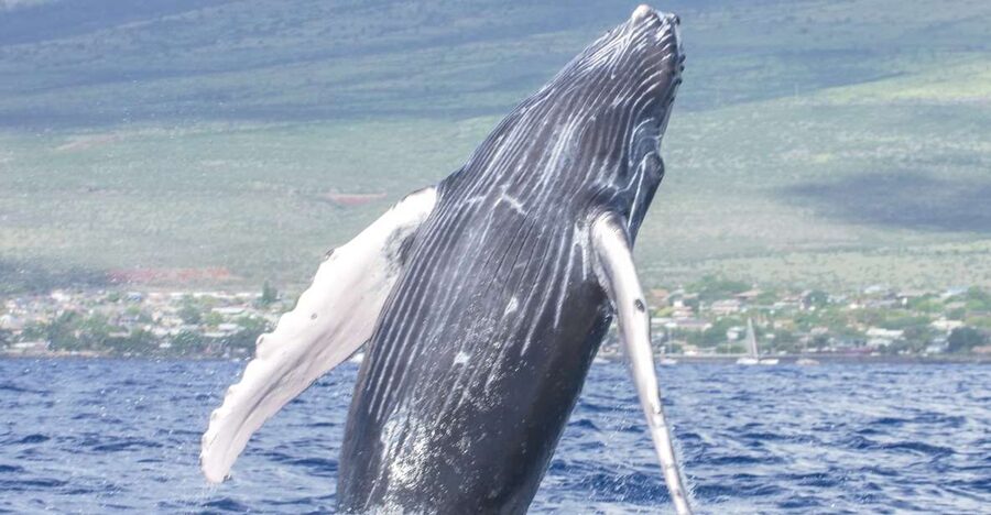 From Maalaea: Whale Watching Catamaran Cruise with Drinks - Is $69 a fair price?