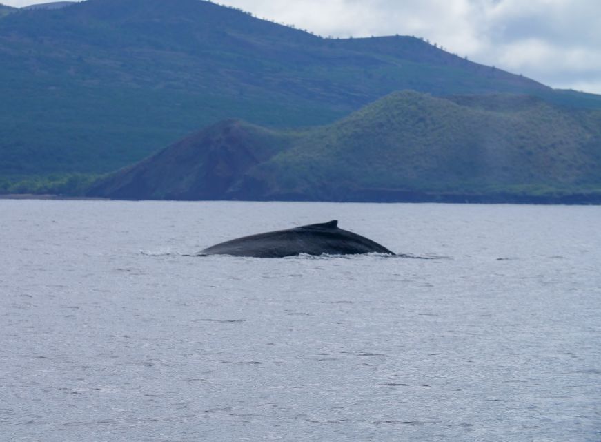 From Maalaea: Whale Watching Catamaran Cruise with Drinks - Who will enjoy Winona most?