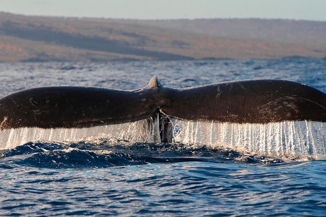 From Maalaea: Whale Watching Tour Aboard the Quicksilver - Hearing whale songs through the hydrophones