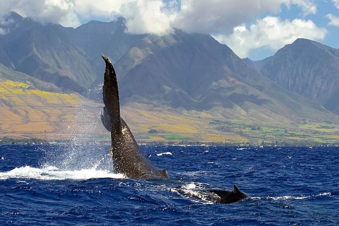 From Maalaea: Whale Watching Tour Aboard the Quicksilver - Seating, shade, drinks, and comfort aboard
