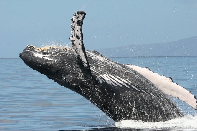 From Maalaea: Whale Watching Tour Aboard the Quicksilver - Seasickness is the main comfort concern