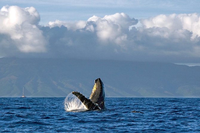 From Maalaea: Whale Watching Tour Aboard the Quicksilver - How much whale activity should you expect?