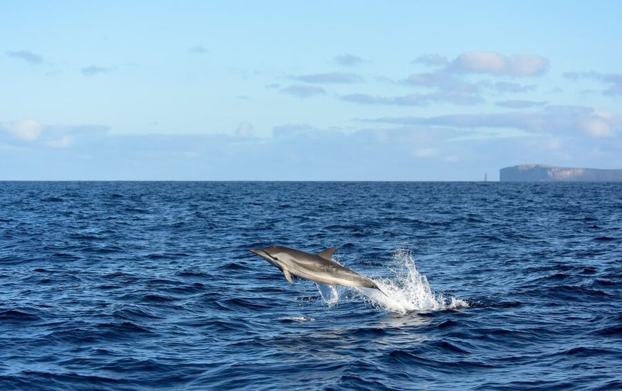From Machico: Madeira Whale and Dolphin Watching Boat Tour - Why a small boat changes the wildlife experience