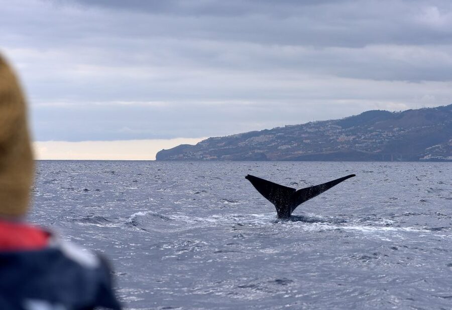 From Machico: Madeira Whale and Dolphin Watching Boat Tour - Finding whales, dolphins, and other Madeira wildlife