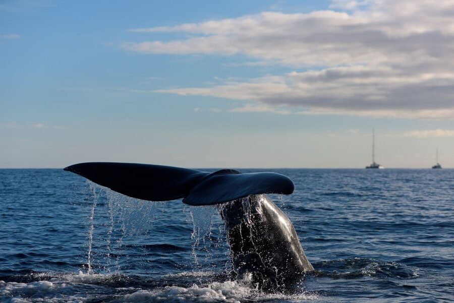 From Machico: Madeira Whale and Dolphin Watching Boat Tour - The marine biologist makes the difference