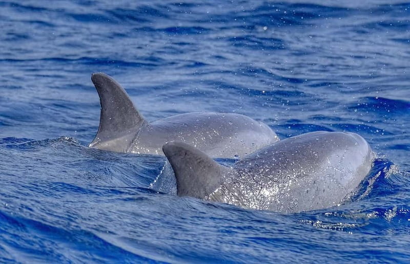 From Morro Jable: Dolphin and Whale Watching and Snorkelling - Key points to know before booking