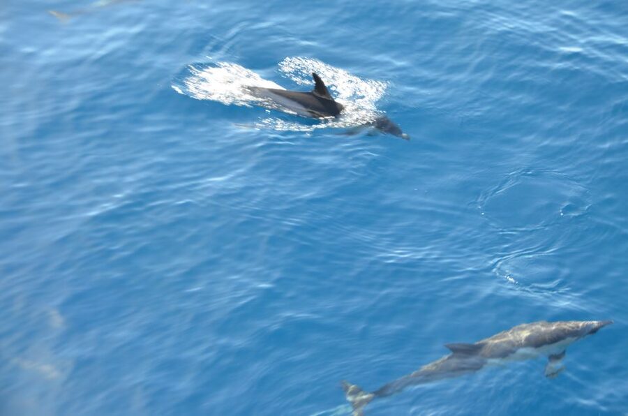 From Morro Jable: Dolphin and Whale Watching and Snorkelling - Should you book the Morro Jable dolphin tour?