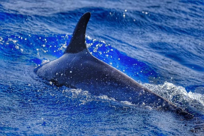 From Morro Jable: Dolphin and Whale Watching and Snorkelling - A fast start from Port of Morro Jable