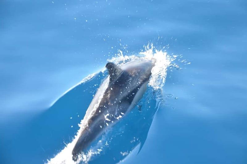 From Morro Jable: Dolphin and Whale Watching and Snorkelling - Searching for dolphins and pilot whales