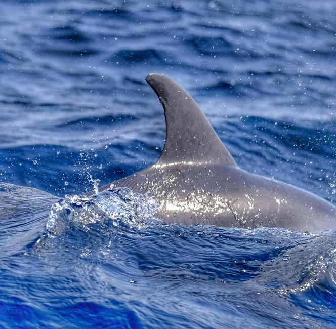From Morro Jable: Dolphin and Whale Watching and Snorkelling - A 30-minute snorkeling stop