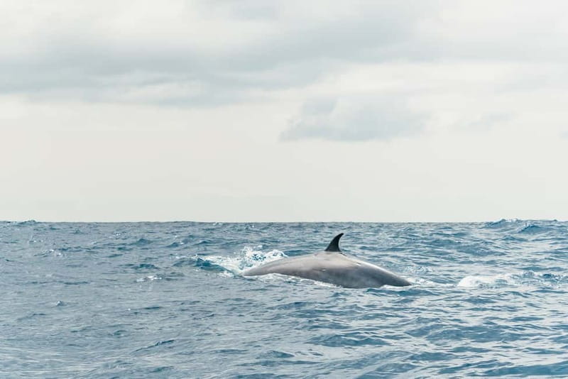 From Morro Jable: Dolphin and Whale Watching and Snorkelling - How much value do you get for $61?