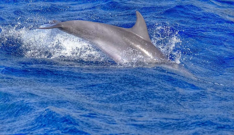 From Morro Jable: Dolphin and Whale Watching and Snorkelling - Who will enjoy this most?