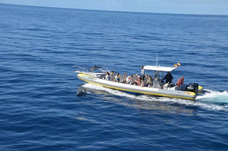 From Morro Jable: Dolphin and Whale Watching and Snorkelling - Seven practical tips for a better outing