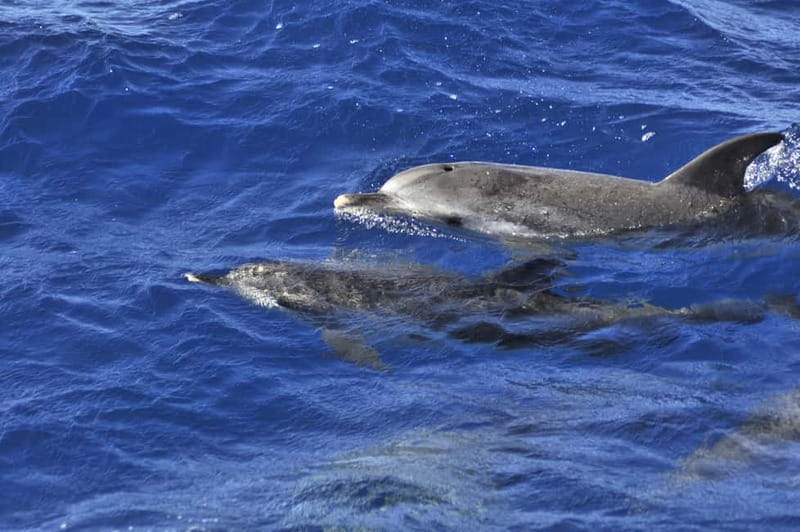 From Morro Jable: Dolphin and Whale Watching and Snorkelling - The speedboat ride is part of the attraction