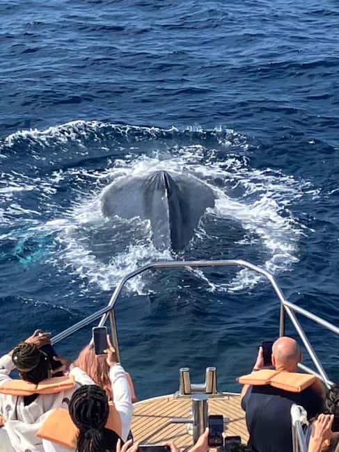 From Naha: Whale Watching with Pickup and English Guide - Key points to know before you book