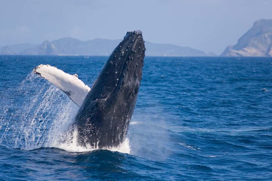 From Naha: Whale Watching with Pickup and English Guide - Naha pickup: useful, but check the details carefully