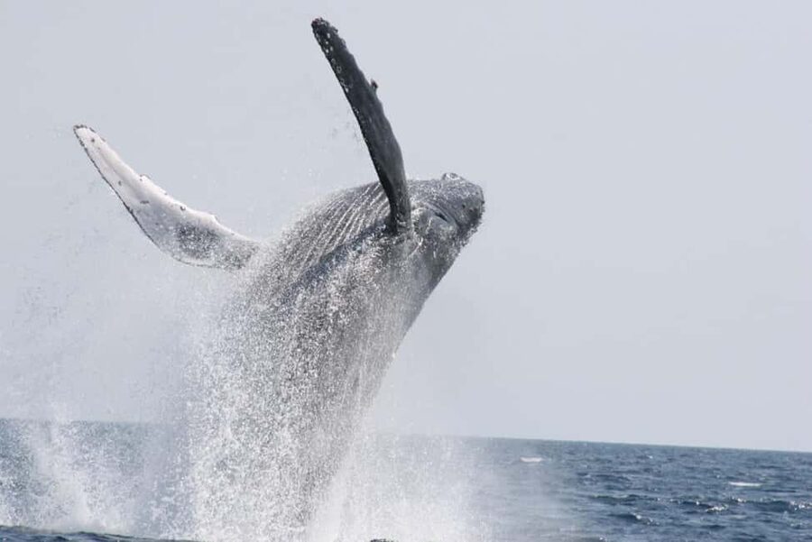 From Naha: Whale Watching with Pickup and English Guide - The whale encounter and the one-hour limit