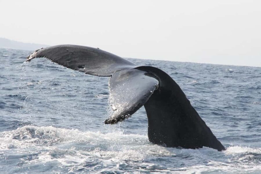 From Naha: Whale Watching with Pickup and English Guide - How much value do you get for $30?