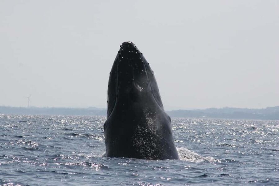 From Naha: Whale Watching with Pickup and English Guide - Who will enjoy this trip most?