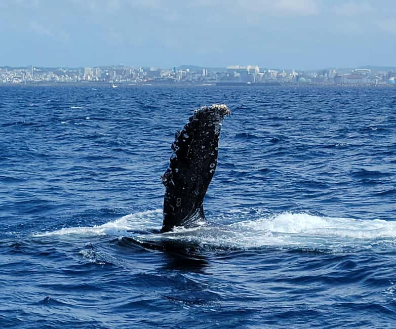 From Naha: Whale Watching with Pickup and English Guide - Starting at Miegusuku Port
