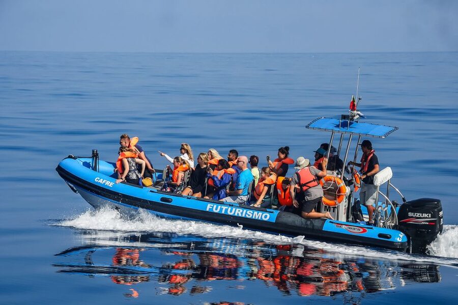 From Ponta Delgada: Whale and Dolphin Watching Trip - Key points at a glance
