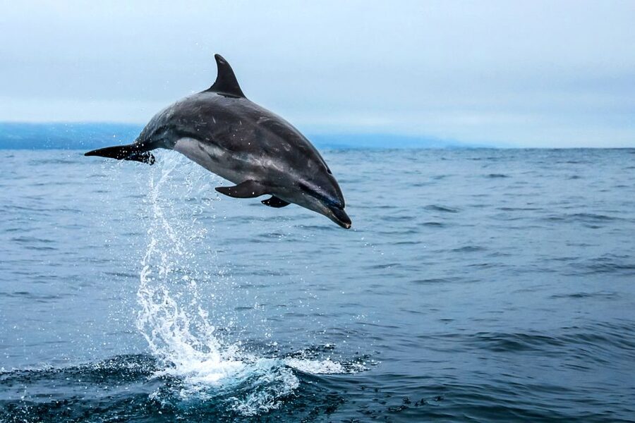 From Ponta Delgada: Whale and Dolphin Watching Trip - Should you book it?