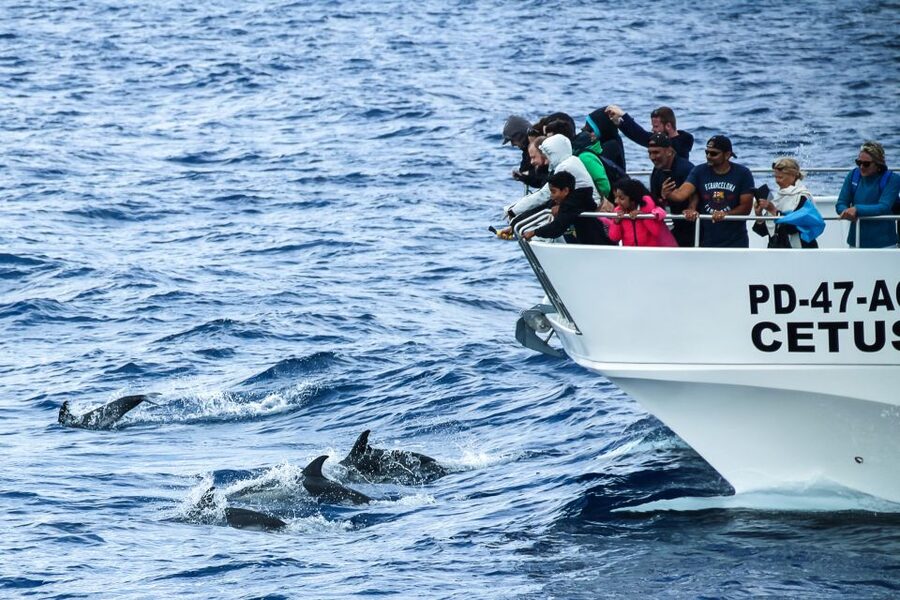 From Ponta Delgada: Whale and Dolphin Watching Trip - What you may see across the seasons