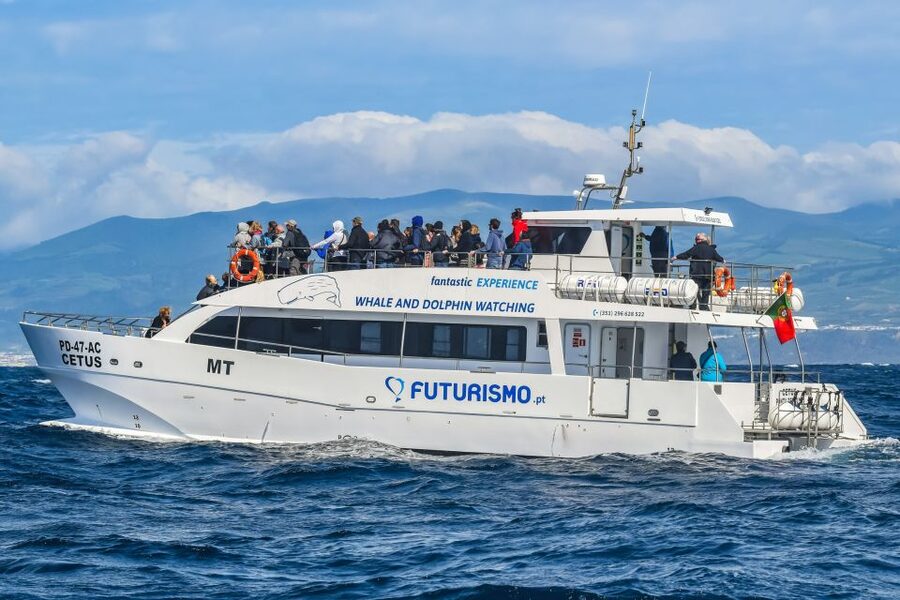 From Ponta Delgada: Whale and Dolphin Watching Trip - A marine biologist changes the experience