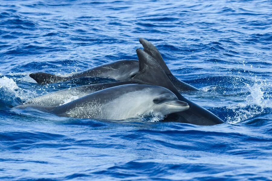 From Ponta Delgada: Whale and Dolphin Watching Trip - How the 2 hours and 45 minutes at sea feel