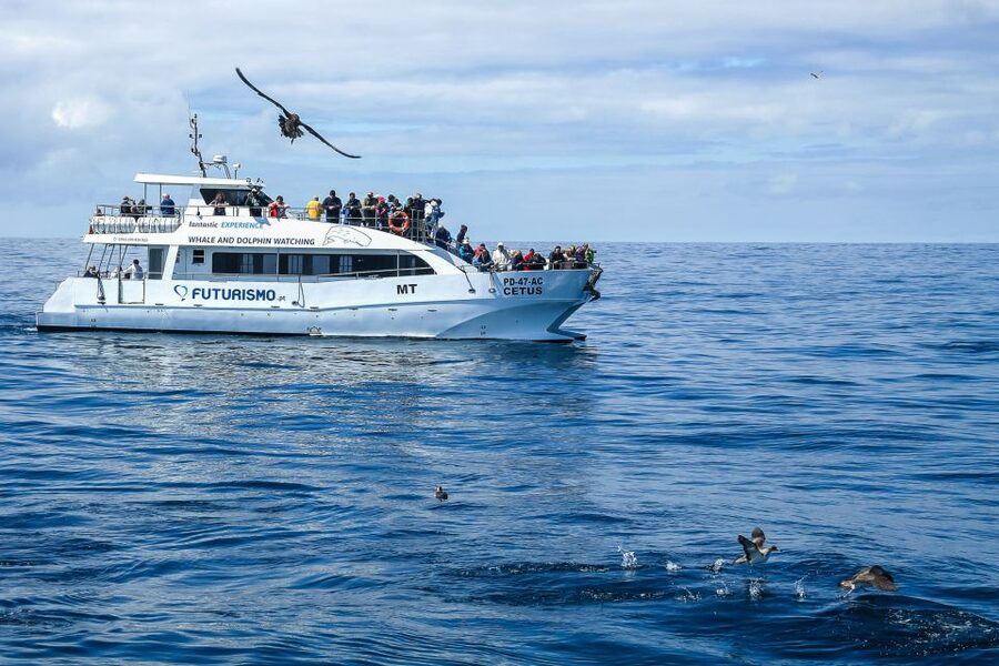 From Ponta Delgada: Whale and Dolphin Watching Trip - The Azores coastline is part of the reward