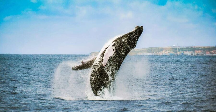 From Ponta Delgada: Whale and Dolphin Watching Trip - Price, practical value, and the real risks