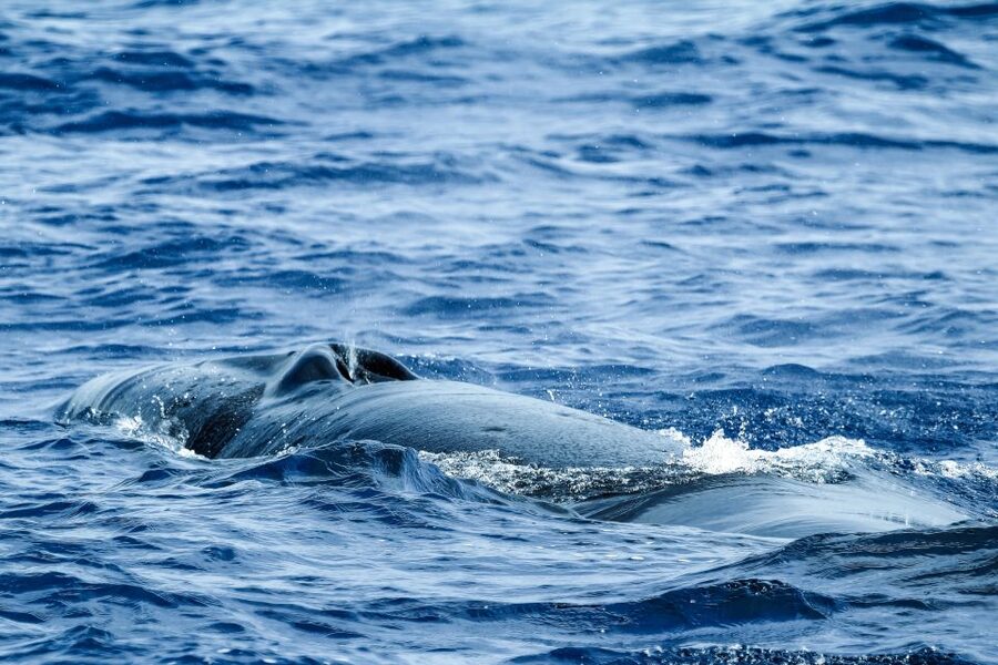 From Ponta Delgada: Whale and Dolphin Watching Trip - Who should book this Ponta Delgada trip