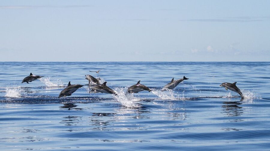 From Ponta Delgada: Whale and Dolphin Watching Trip - Catamaran comfort or Zodiac excitement