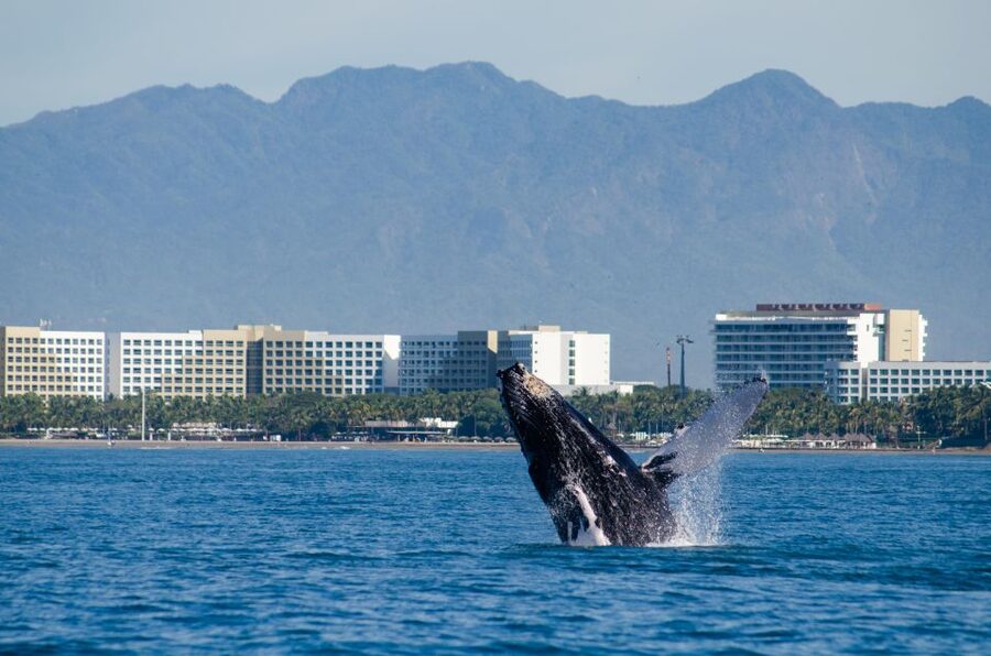 From Puerto Vallarta/Nuevo Vallarta: Whale Watching Cruise - Key Points at a Glance