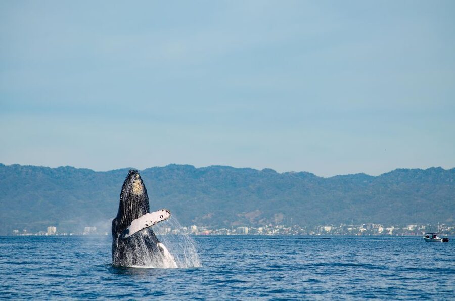 From Puerto Vallarta/Nuevo Vallarta: Whale Watching Cruise - Booking Details Worth Knowing Before You Go