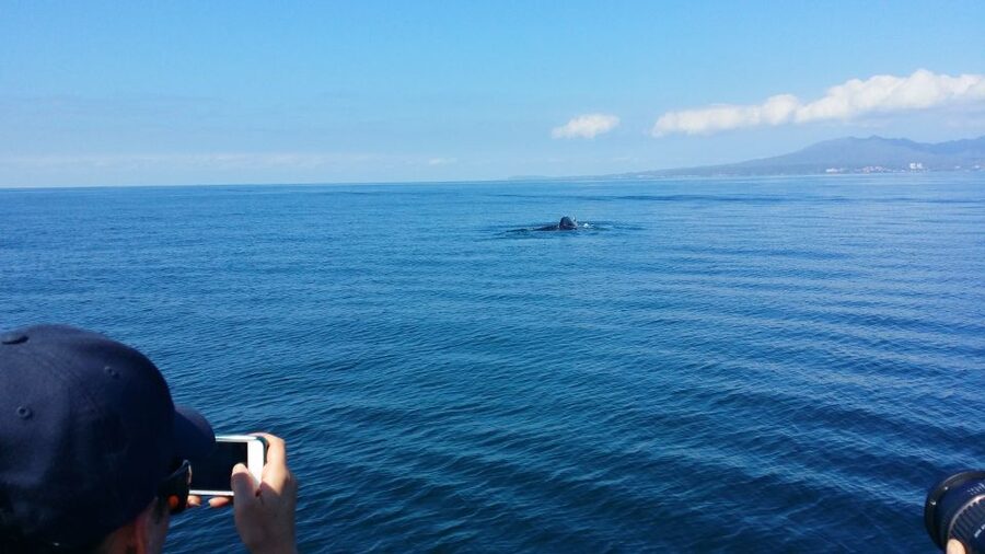 From Puerto Vallarta/Nuevo Vallarta: Whale Watching Cruise - What the Puerto Vallarta Whale Cruise Is Really Like