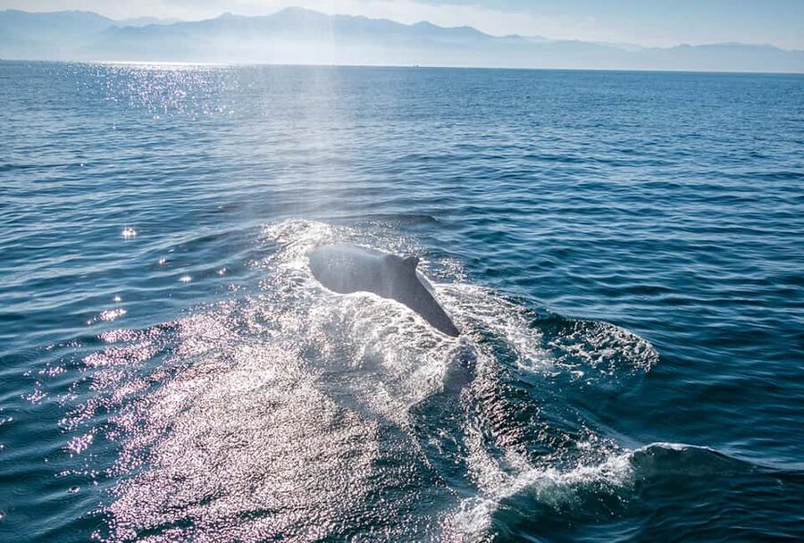 From Puerto Vallarta/Nuevo Vallarta: Whale Watching Cruise - Watching Humpback Whales Responsibly