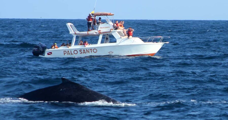 From Punta Cana: Samana Bay Whale-Watching Cruise with Lunch - Key points to know before booking