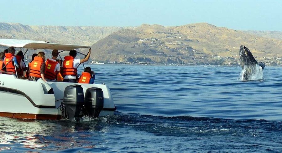 From Punta Cana: Samana Bay Whale-Watching Cruise with Lunch - Simple ways to make the day better