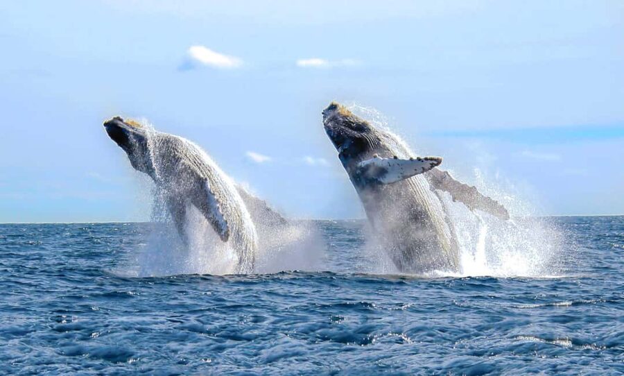From Punta Cana: Samana Bay Whale-Watching Cruise with Lunch - Why Samaná Bay is worth the early start