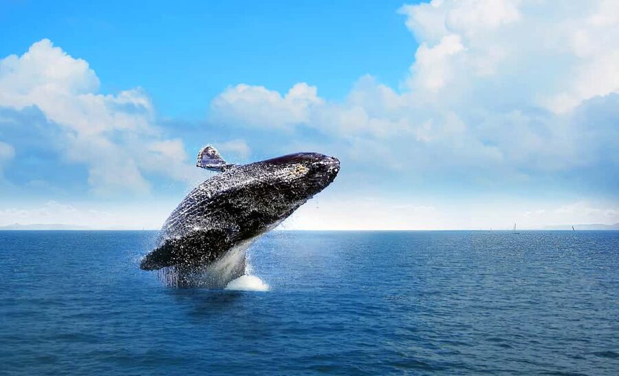 From Punta Cana: Samana Bay Whale-Watching Cruise with Lunch - On the boat: look for small signs first