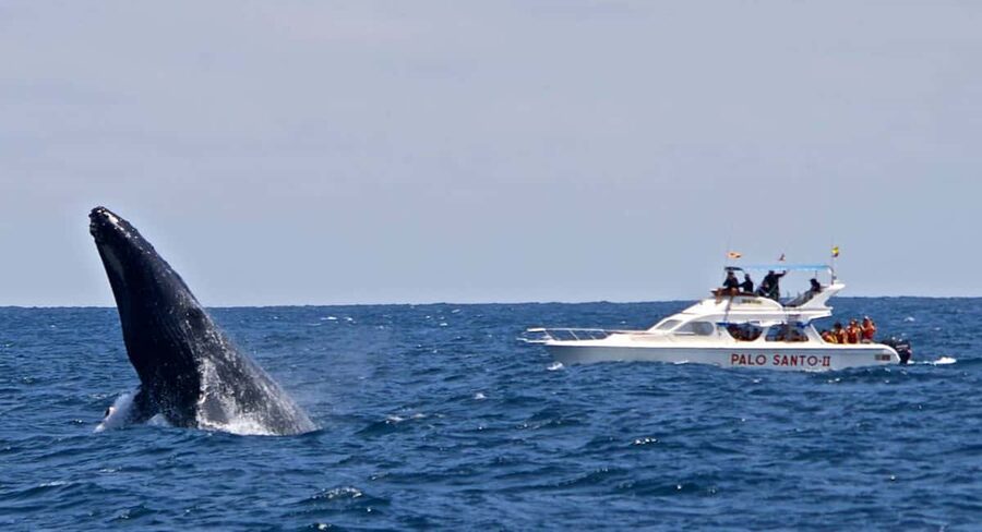 From Punta Cana: Samana Bay Whale-Watching Cruise with Lunch - Whale sightings are exciting, but never certain